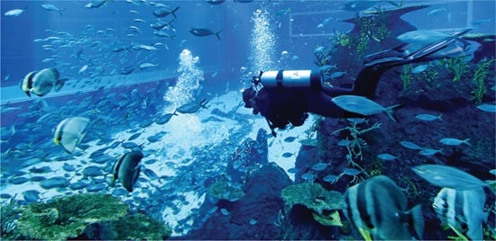 SEA-Aquarium-Open-Ocean-3 1367x667px.jpg